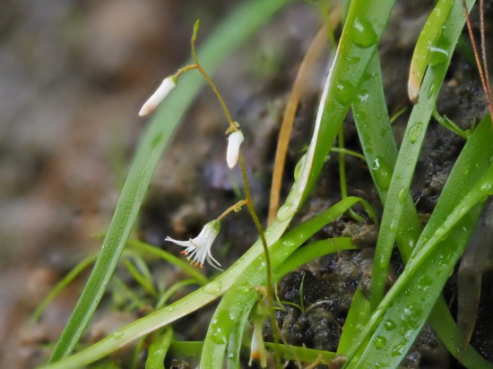 圖為廣西肺筋草。（廣西壯族自治區(qū)中醫(yī)藥研究院供圖）
