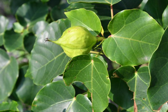 圖為石山油桐。（廣西壯族自治區(qū)中醫(yī)藥研究院供圖）