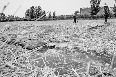 連日來，黃淮海持續(xù)高溫少雨，部分地區(qū)旱情仍在發(fā)展。圖為山東省肥城市通過蓄引提調(diào)相結(jié)合的辦法，多措并舉搶灌溉、保苗情。 新華社發(fā)