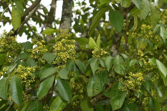 圖為廣西割舌樹。（廣西壯族自治區(qū)中醫(yī)藥研究院供圖）