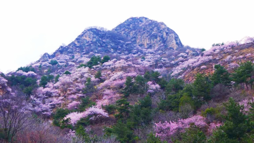 武安市東太行百里畫廊里的山桃花。李樹鋒攝