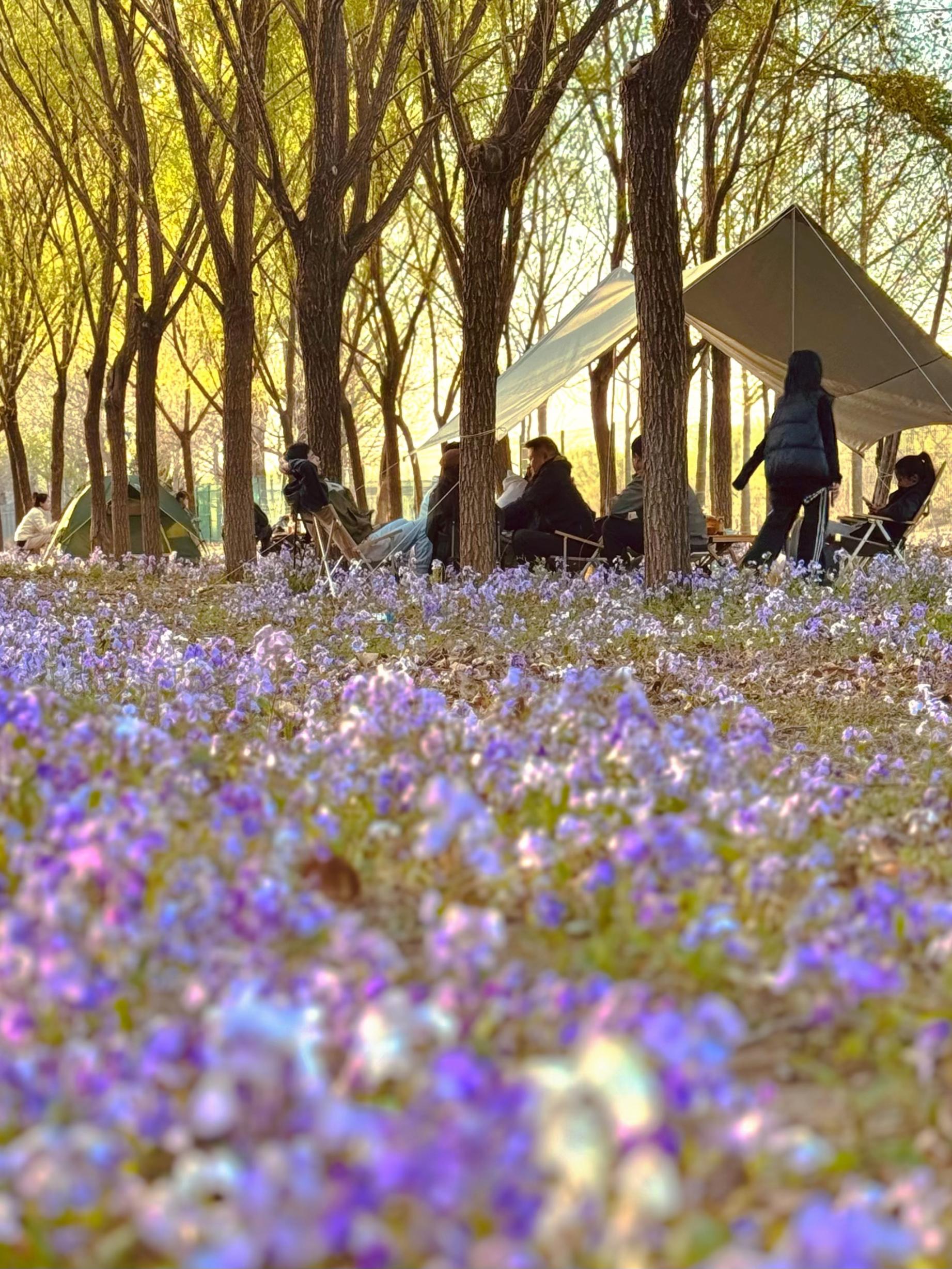 清明假期期間，范女士一家在北京溫榆河邊露營。受訪者供圖