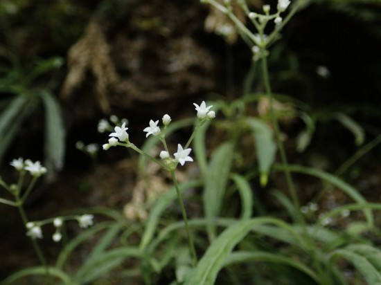 圖為線葉度量草。（廣西壯族自治區(qū)中醫(yī)藥研究院供圖）