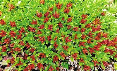 青藏墊柳。資料圖片