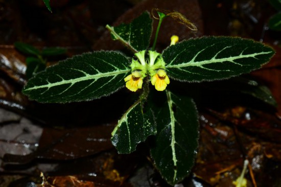 圖為美脈假糙蘇。（廣西壯族自治區(qū)中醫(yī)藥研究院供圖）