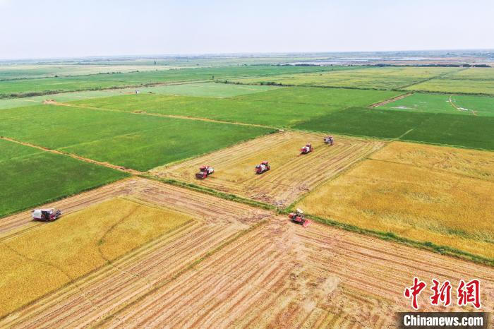 圖為在南昌縣大田農(nóng)社，收割機正在收割早稻。　劉力鑫 攝