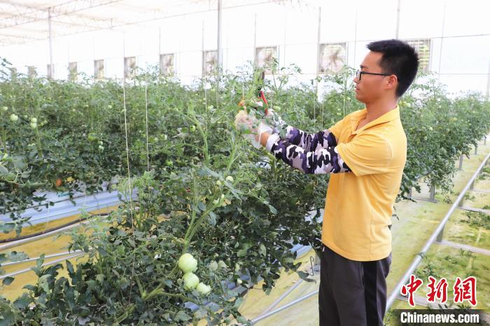 圖為在紅谷灘區(qū)元宇宙·VR數(shù)字農(nóng)業(yè)示范基地七彩番茄培育車間內(nèi)，農(nóng)業(yè)技術(shù)員正在對番茄植株進行修剪?！⌒苠\陽 攝