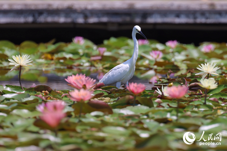 白鷺在睡蓮盛開的池塘中流連。人民網(wǎng)記者 陳博攝