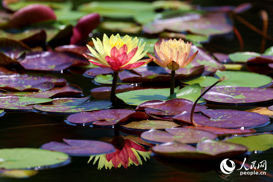 雙色睡蓮與翠綠的蓮葉、清澈的池水相映成畫。人民網(wǎng)記者 陳博攝