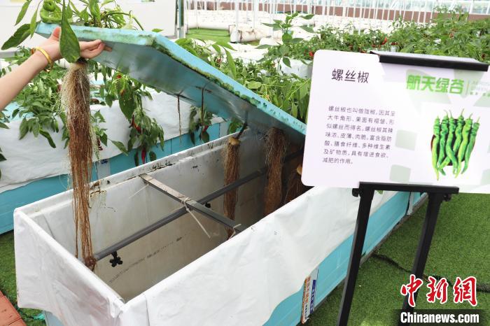 圖為在南昌市紅谷灘區(qū)元宇宙·VR數(shù)字農(nóng)業(yè)示范基地氣霧培養(yǎng)車間里，螺絲椒長勢良好?！⌒苠\陽 攝