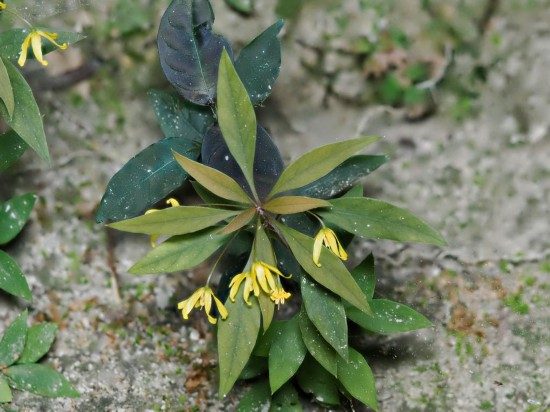 圖為洞生香草。（廣西壯族自治區(qū)中醫(yī)藥研究院供圖）