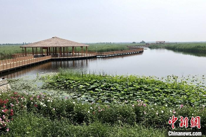 從完成頂層設計到如火如荼大規(guī)模建設，六年來，雄安新區(qū)如春天的竹子一般拔節(jié)生長，這座承載千年大計的“未來之城”已雄姿初顯。從“一張白紙”開始著墨，如今的雄安新區(qū)已是濃墨重彩的“山水畫”。<a target='_blank' href='/'>中新社</a>記者近日走訪了雄安新區(qū)多地，從“藍綠金”三色感受這座“未來之城”的巨大變化。圖為7月20日，河北白洋淀上荷花滿淀、蘆花搖曳。 <a target='_blank' href='/'>中新社</a>記者 易海菲 攝