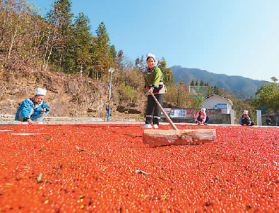 貴州省黔東南苗族侗族自治州榕江縣依托豐富的森林資源,大力發(fā)展林下草珊瑚中藥材種植等林下經(jīng)濟,實現(xiàn)農(nóng)民增收、林業(yè)增效。圖為榕江縣興華水族鄉(xiāng)星月村草珊瑚種植基地內(nèi),村民在采收、晾曬草珊瑚果。 周光勝攝(人民視覺)